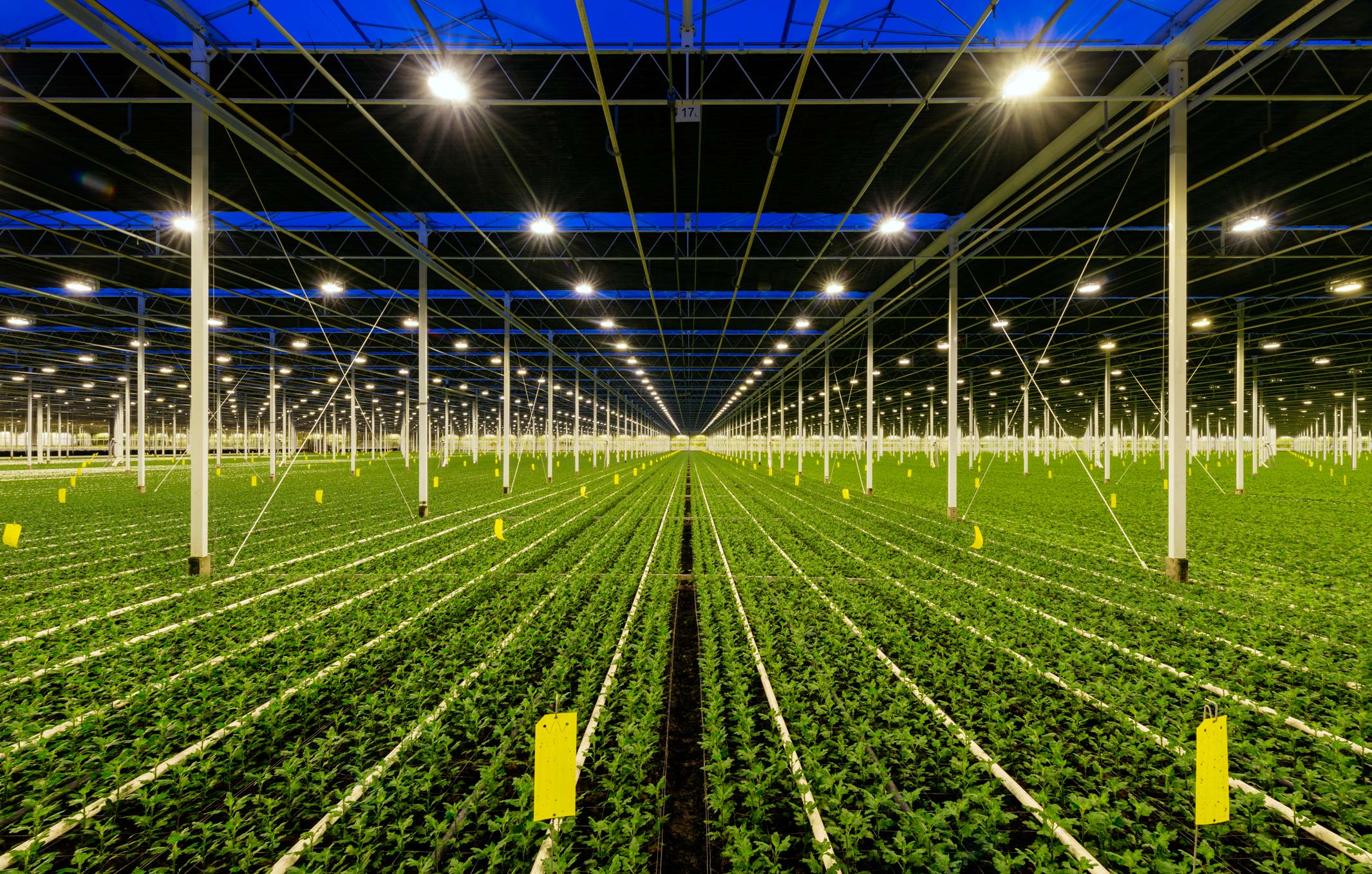 Greenhouse crop rows representing Agent Herb growing environments